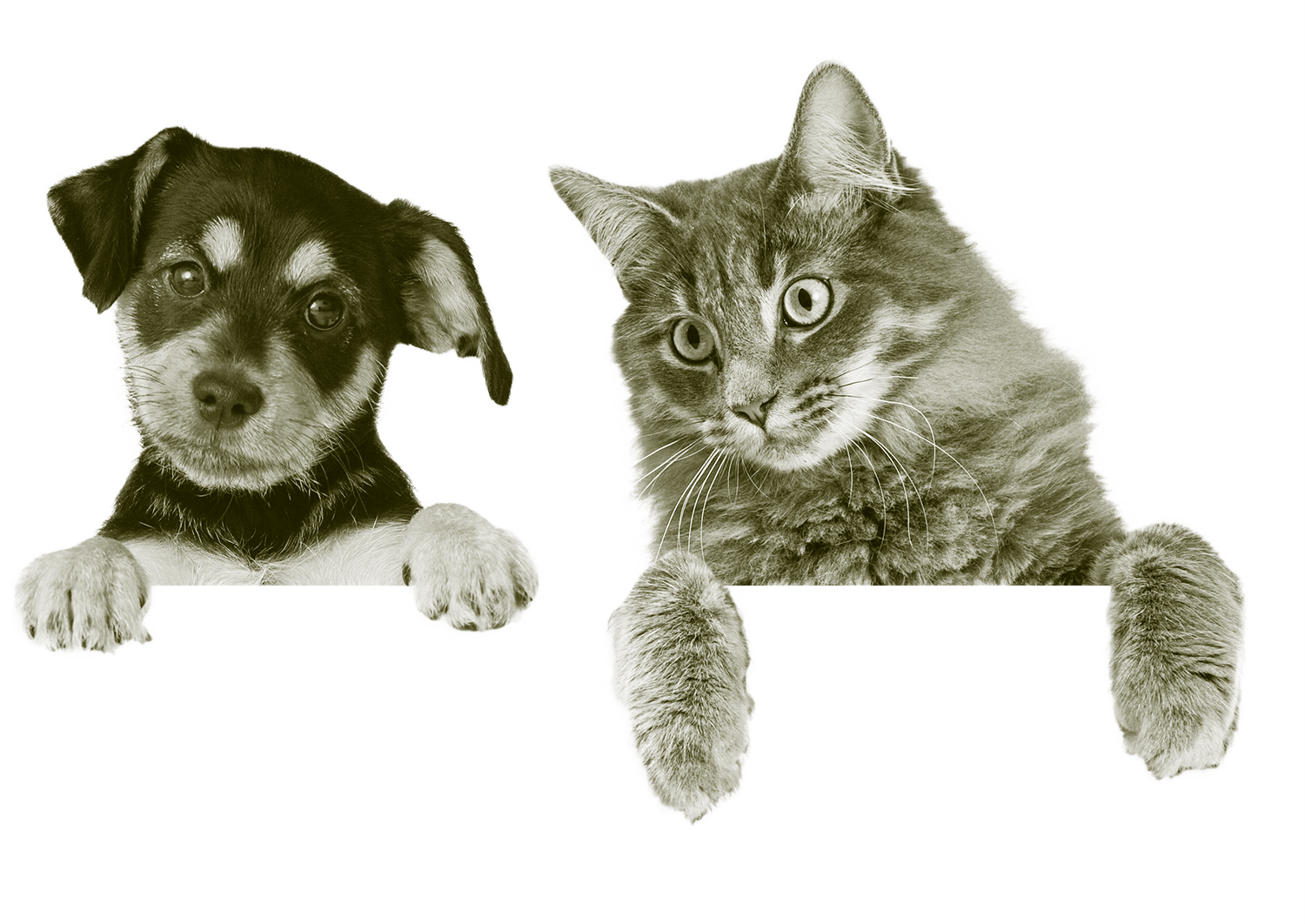 Hund_Katze_frei_286418909